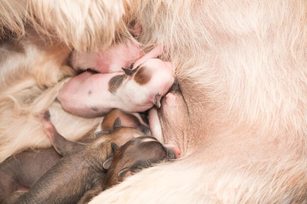 Cuccioli appena nati Cane crestato cinese che succhia il latte materno