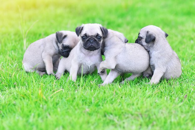 Cuccioli carini di Pug marrone che giocano insieme nel prato verde