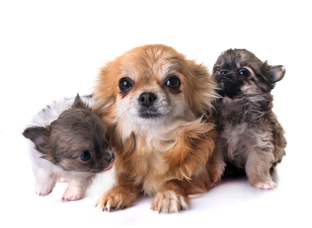 cuccioli chihuahua e madre