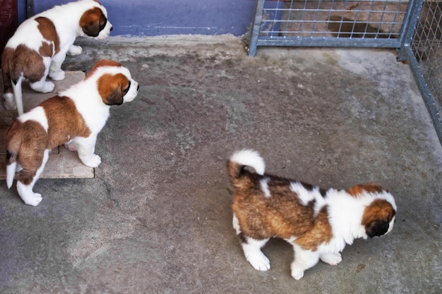 Cuccioli del Piccolo San Bernardo che giocano in allevamento, Martigny, Svizzera