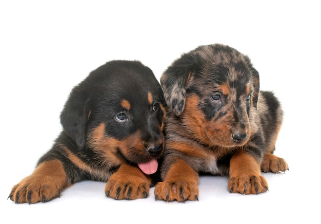 Cuccioli di Beauceron