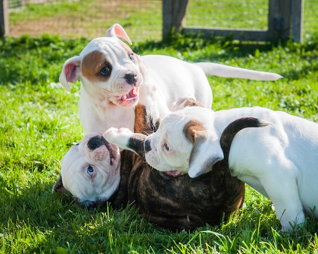 Cuccioli di Bulldog americano divertenti stanno giocando sulla natura.