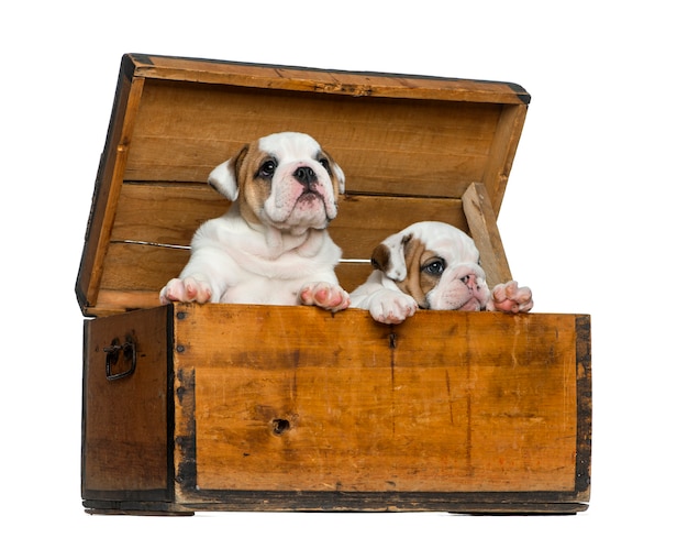 Cuccioli di bulldog inglese in una cassa di legno davanti al muro bianco