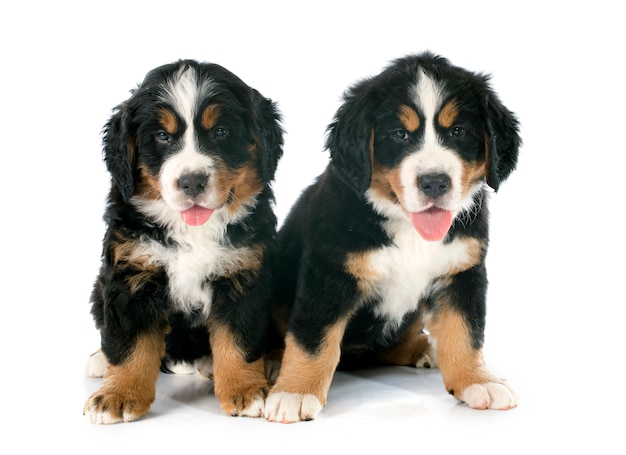 cuccioli di cane bernese moutain