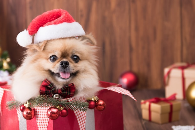 Cuccioli di cane carino Pomerania indossando il cappello di Babbo Natale in confezione regalo