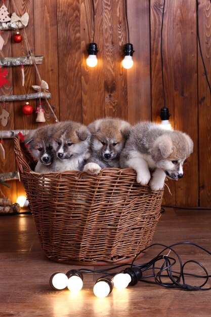 Cuccioli di cane giapponese Akitainu Akita Inu