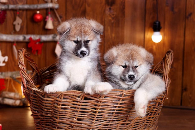 Cuccioli di cane giapponese Akitainu Akita Inu