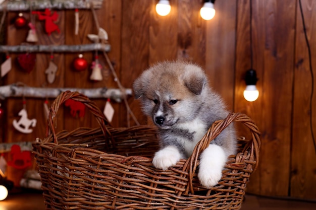 Cuccioli di cane giapponese Akitainu Akita Inu