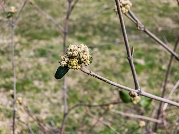 Cuccioli di fiori di Viburnum rhytidophyllum a foglia di pelle all'inizio della primavera