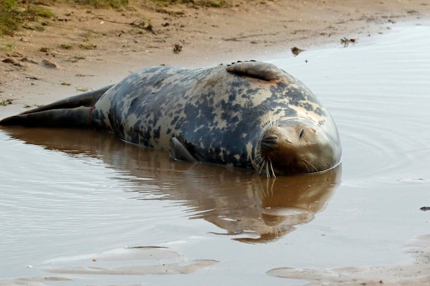 Cuccioli di foca grigia appena nati sulla spiaggia