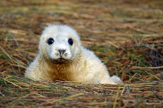 Cuccioli di foca grigia appena nati sulla spiaggia