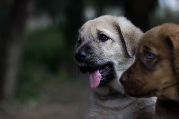 Cuccioli di fratelli mastino spagnolo