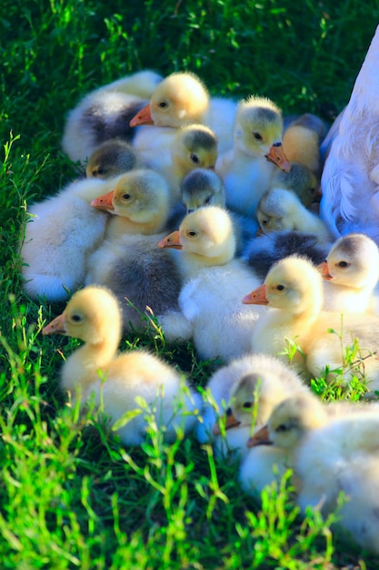 cuccioli di giovani oche sull'erba del villaggio