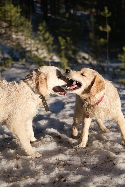 cuccioli di golden retriever che giocano