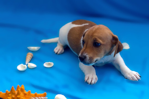 Cuccioli di Jack Russell su sfondo blu