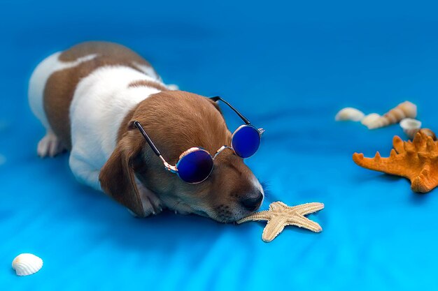 Cuccioli di Jack Russell su sfondo blu