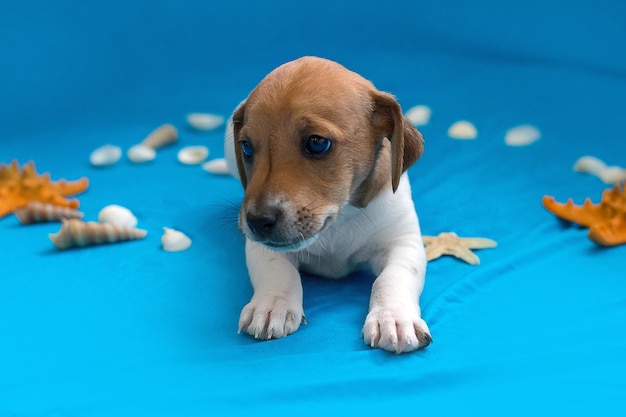 Cuccioli di Jack Russell su sfondo blu