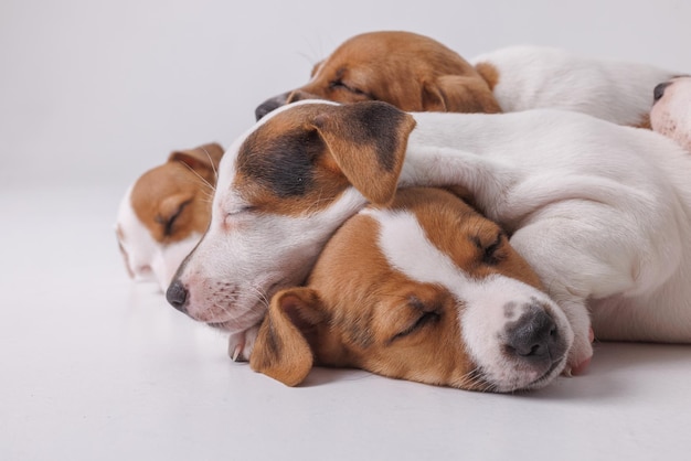 Cuccioli di jack russell terrier addormentati su sfondo bianco isolato