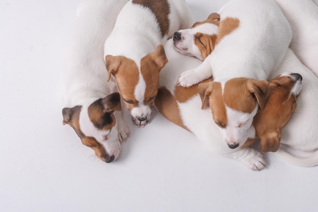 Cuccioli di jack russell terrier addormentati su sfondo bianco isolato