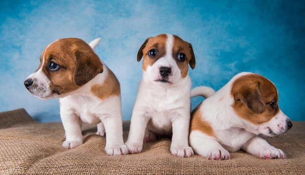 Cuccioli di jack russell terrier davanti a sfondo blu