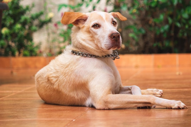 Cuccioli di labrador e beagle nel giardino soleggiato. Cani che giocano in cortile.