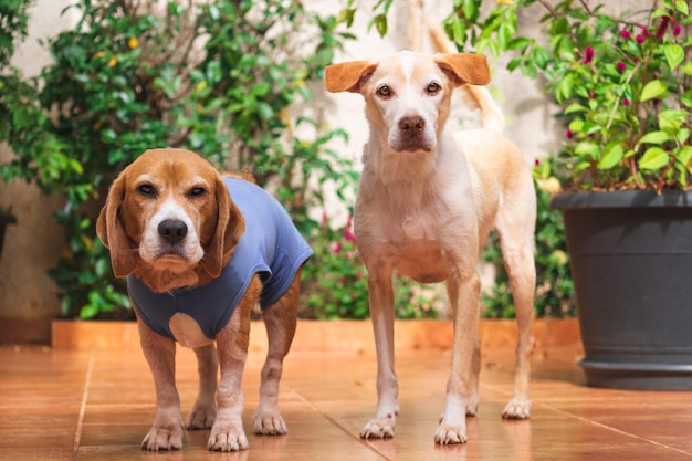 Cuccioli di labrador e beagle nel giardino soleggiato. Cani che giocano in cortile.