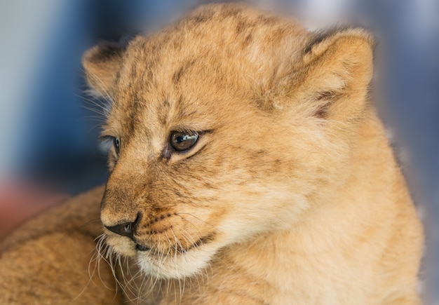 Cuccioli di leone africano