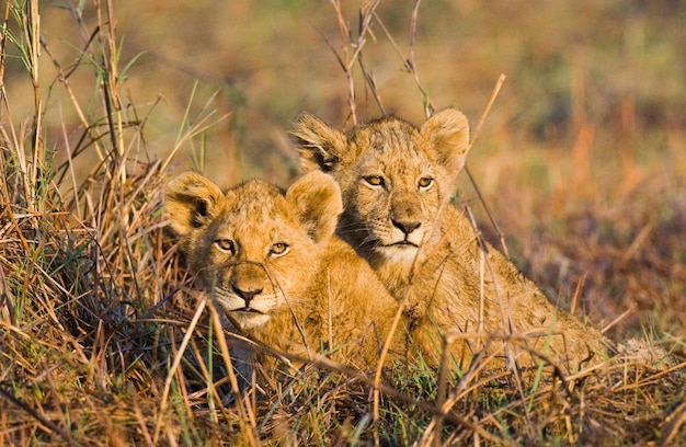 Cuccioli di leone nell'erba