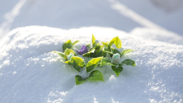 Cuccioli di neve di sapone fatti a mano in un cesto di neve soffice illuminata dal sole brillante