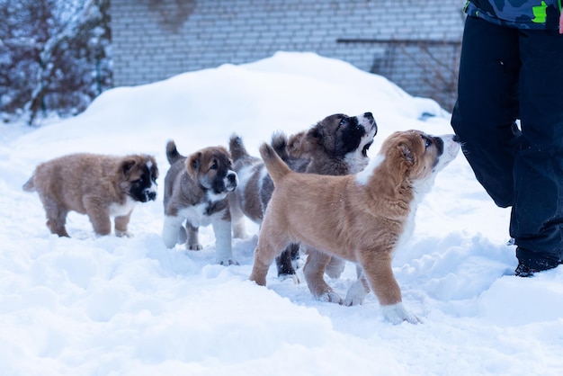 Cuccioli di pastore asiatico del cane da pastore dell'Asia centrale nel giorno d'inverno