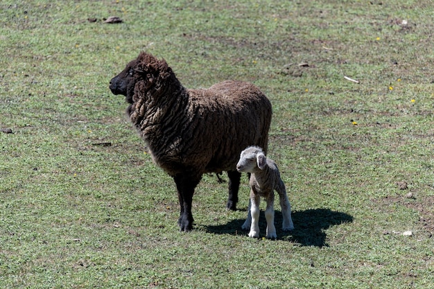 Cuccioli di pecora con la loro mamma