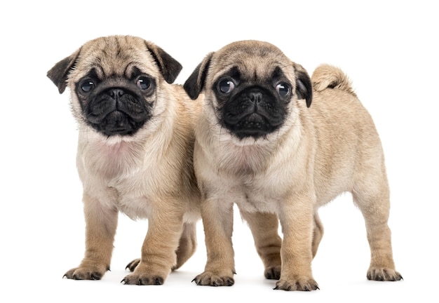 Cuccioli di Pug fianco a fianco, isolati su bianco