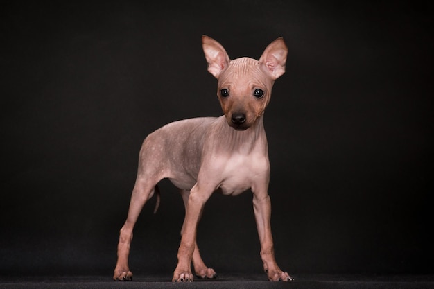 Cuccioli di razza l'American Hairless Terrier