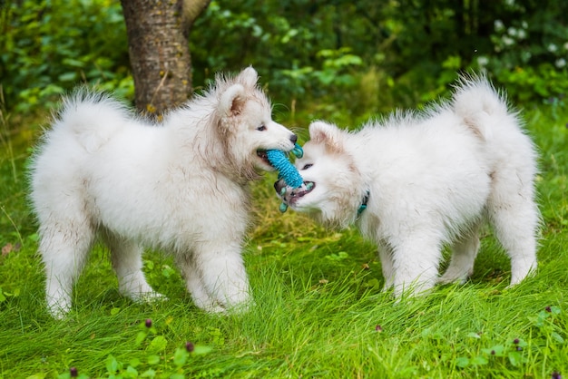 Cuccioli di Samoiedo che giocano con il giocattolo