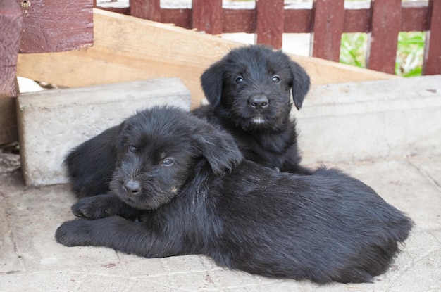 Cuccioli di schnauzer standard