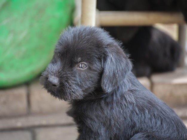 Cuccioli di schnauzer standard