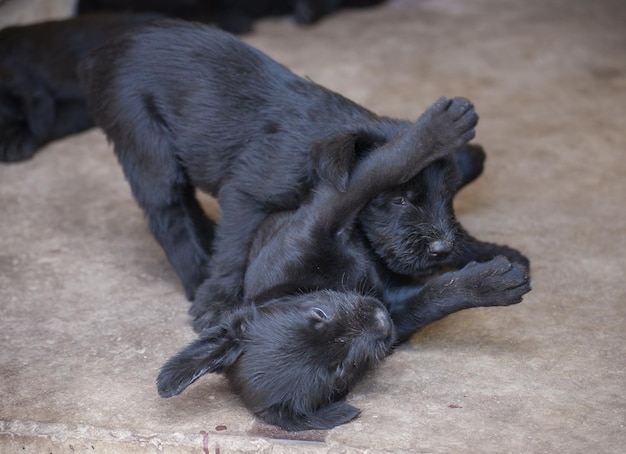 Cuccioli di schnauzer standard