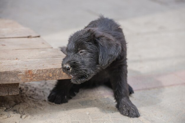 Cuccioli di schnauzer standard