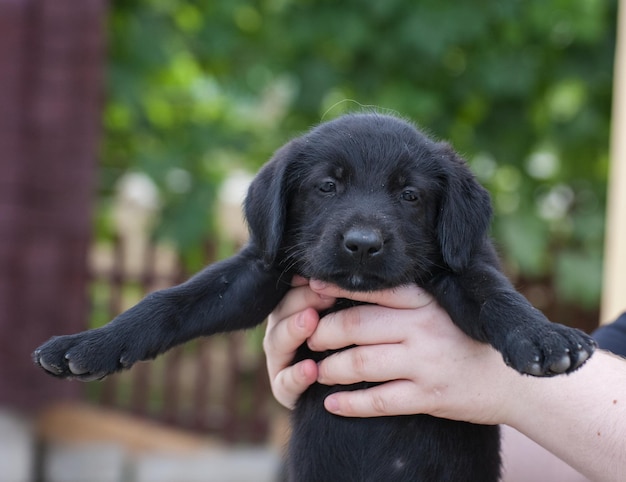 Cuccioli di schnauzer standard