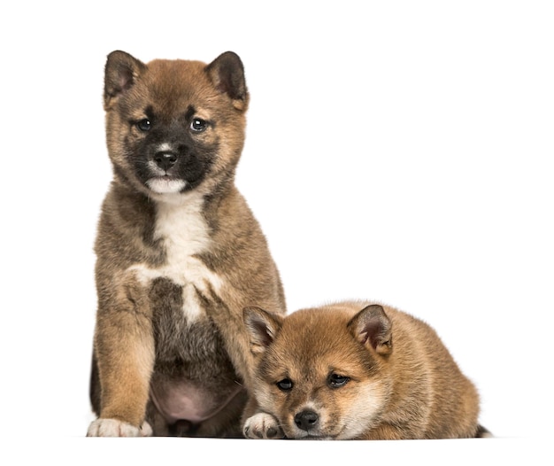 Cuccioli di Shiba Inu di 8 settimane seduti su uno sfondo bianco