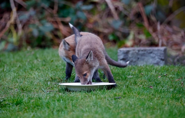 Cuccioli di volpe che emergono dalla loro tana in giardino