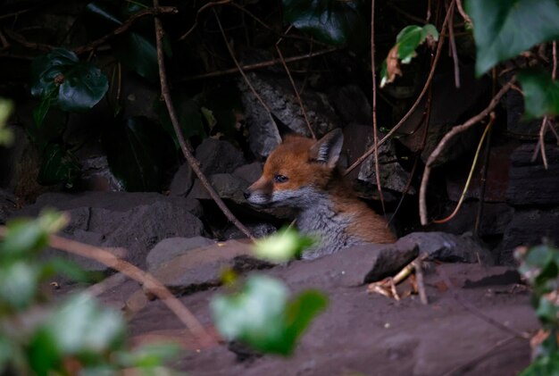 Cuccioli di volpe che emergono dalla loro tana in giardino