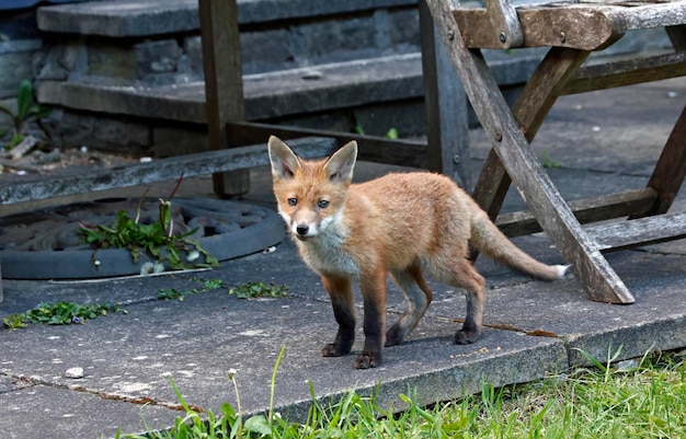 Cuccioli di volpe che esplorano il giardino