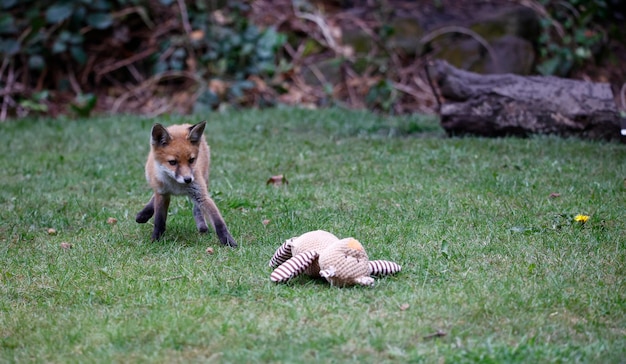 Cuccioli di volpe che giocano nel giardino vicino alla loro tana