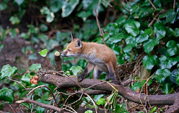 Cuccioli di volpe che giocano vicino alla loro tana