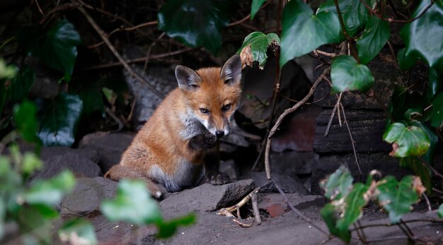 Cuccioli di volpe che giocano vicino alla loro tana