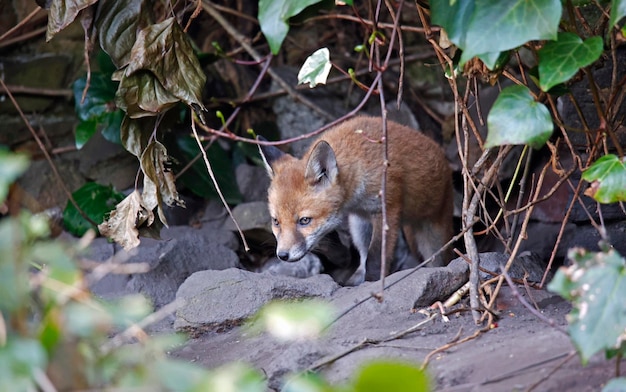 Cuccioli di volpe urbana che escono dalla loro tana per esplorare il giardino