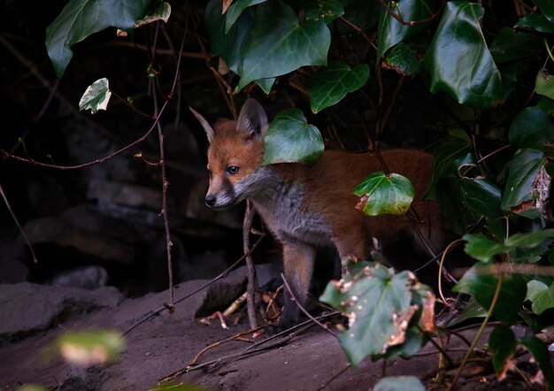 Cuccioli di volpe urbana che escono dalla loro tana per esplorare il giardino