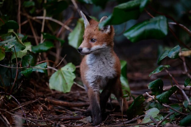 Cuccioli di volpe urbana che escono dalla loro tana per esplorare il giardino