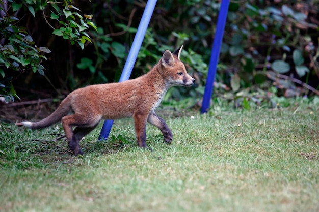 Cuccioli di volpe urbana che esplorano il giardino